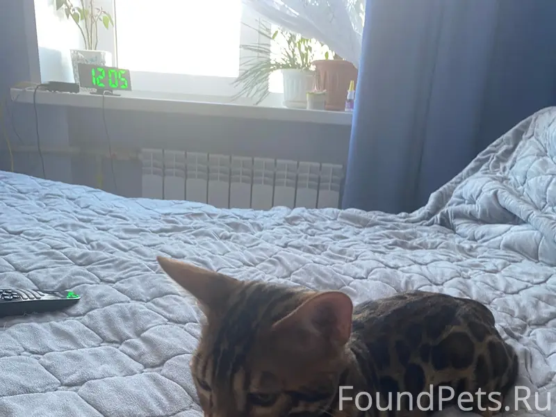 Найден кот, Ул. Коммунальна 3