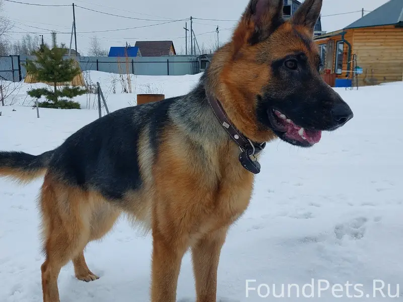 Пропала немецкая овчарка Мега, район СОНТ Урожай