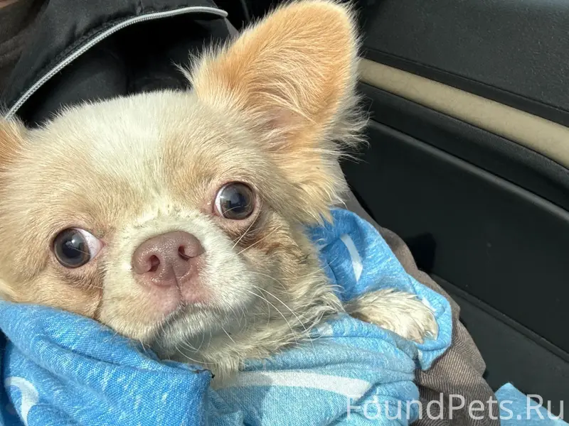 Найден шпиц, Рябинка