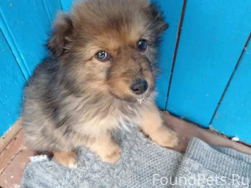 Найден щенок, район Старого села