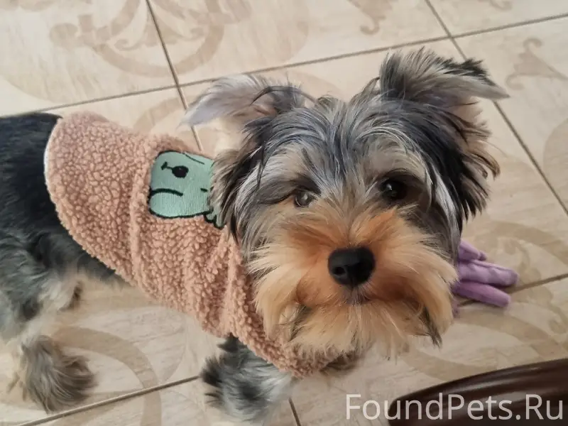 Пропал пёс Чапс, Чапа, частный сектор