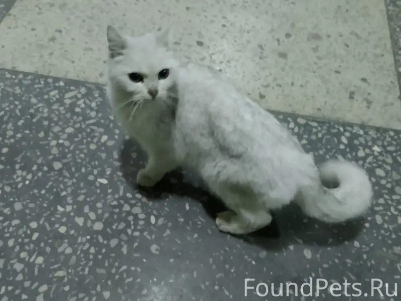 Найдена кошка, улица Королёва