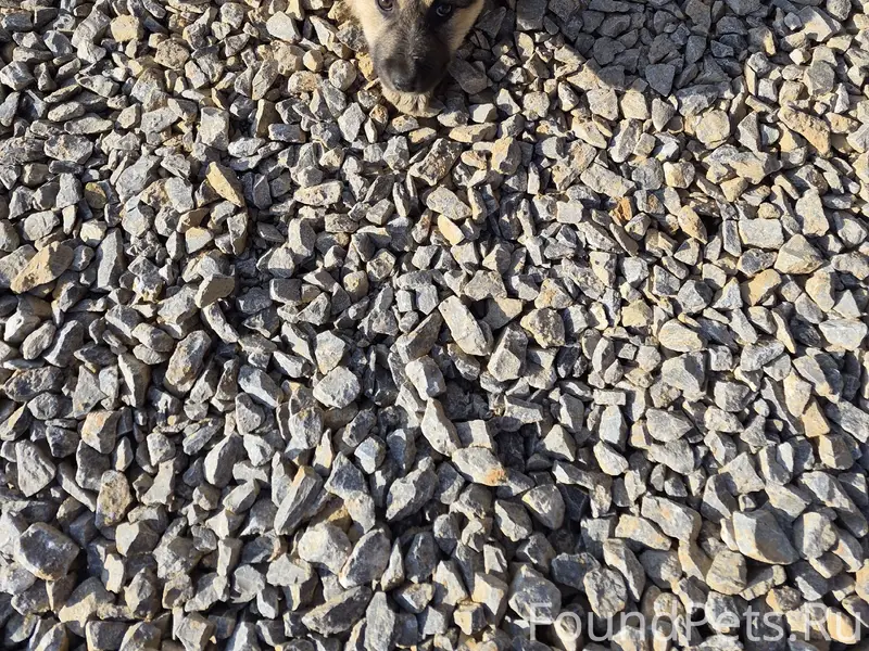 Найден щенок, девочка, за городской больницей