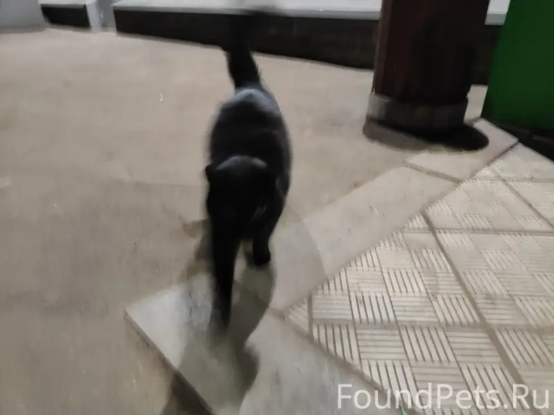 Найдена чёрная кошка с оранжевым ошейником, ул. Куйбышева