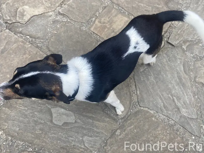 Найден щенок, Змейковские водопады