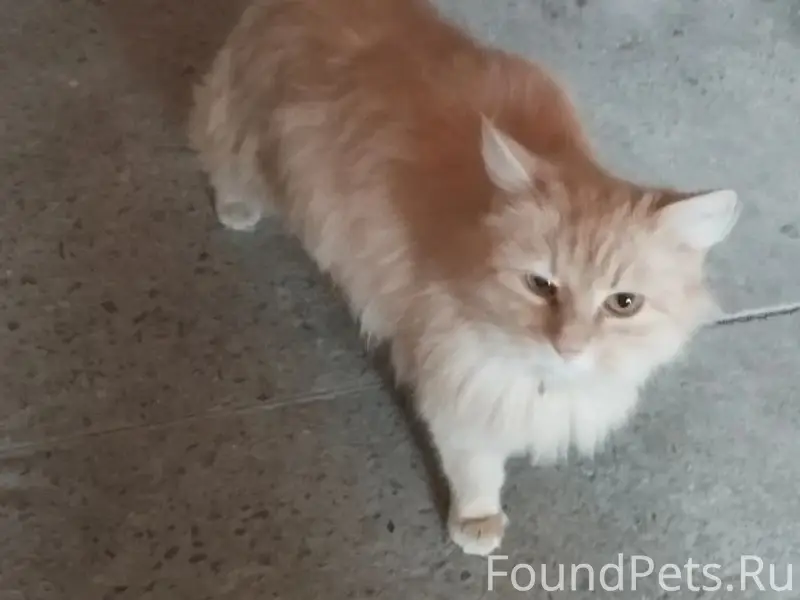 Пропал рыжий кот, Липецк
