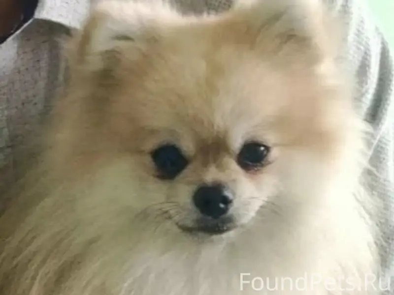 Пропал шпиц Семён, Талица