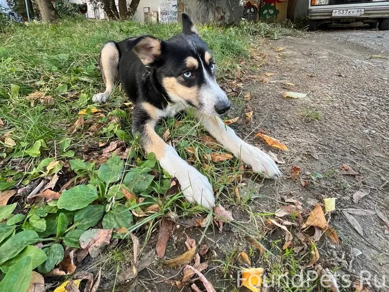 Пропала дворняга Сати, остановка «Путёвка»