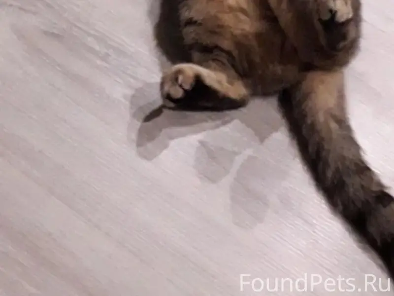 Пропала кошка Алиса, район ветеринарной улицы