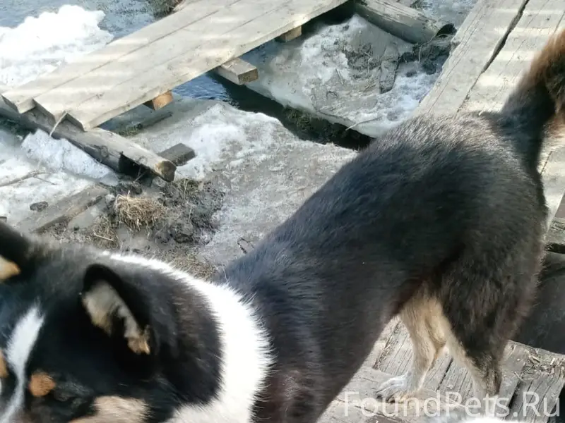 Пропали собаки, район малой