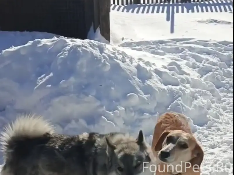 Пропалы две собаки, Думиничи