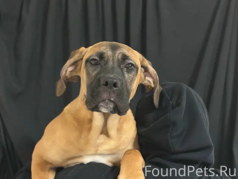 Пропала рыжая Бетти, Дальняя Садовая, Белгород