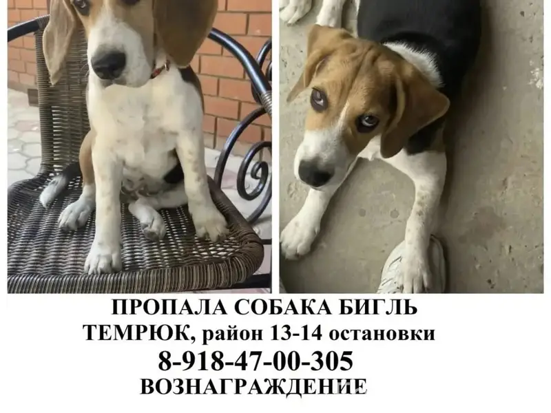 Пропала собака Бигль, Темрюк