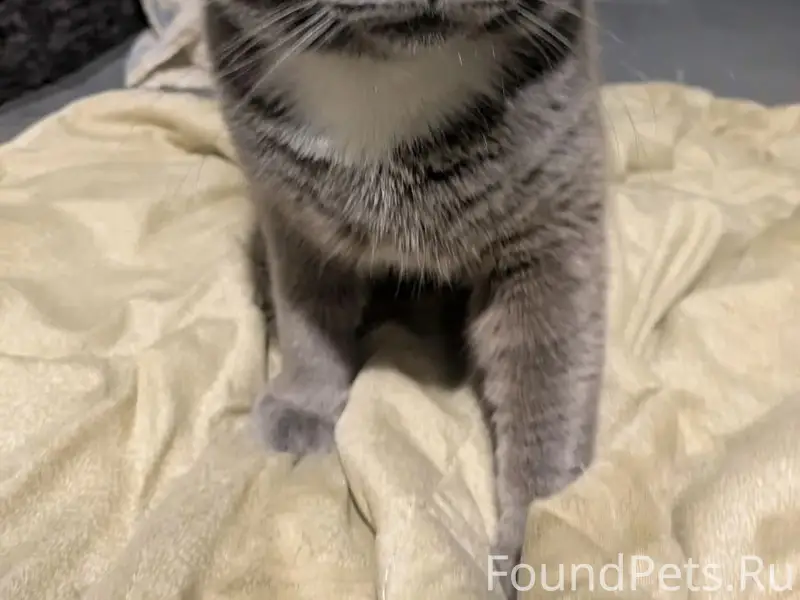 Пропал вислоухий кот Кекс, серый