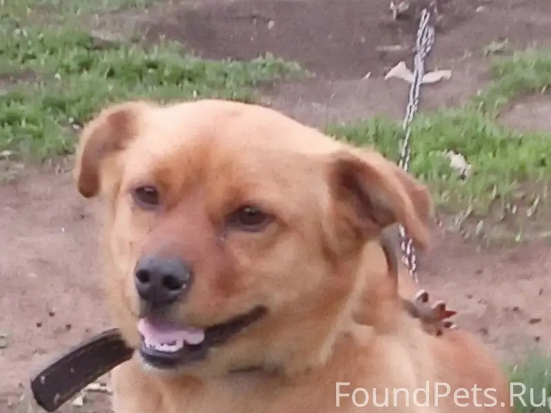 Пропал Яша, собака