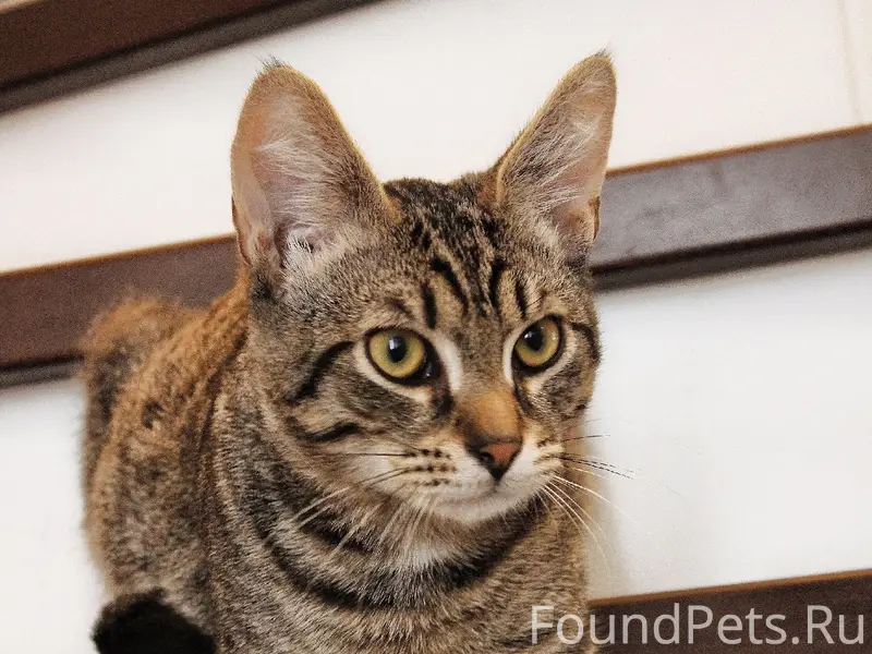 Пропал котёнок Кузя, Григорово