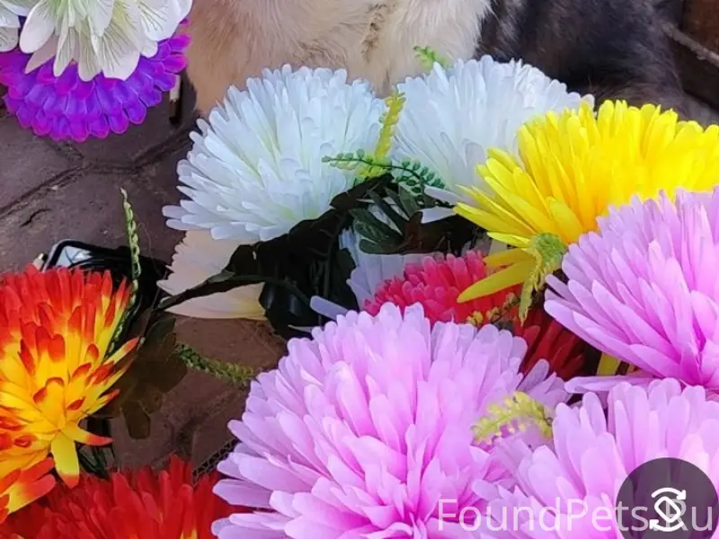 Пропала помесь с корги, рыжая, рынок Кресты