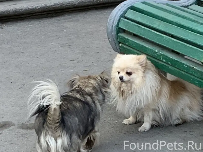 Найден тип собака, Пушкин