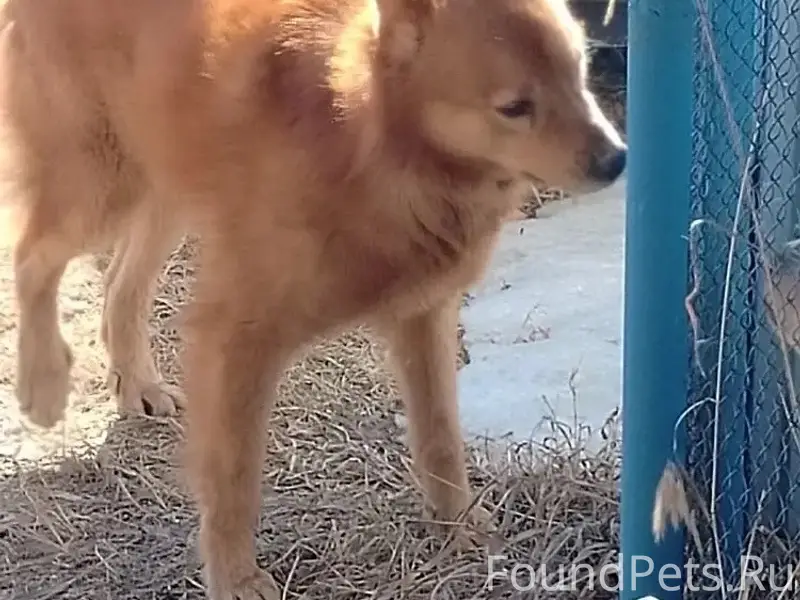 Пропала собака, район ул. Новая