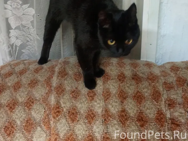Найдена кошка, переулок Берёзовский