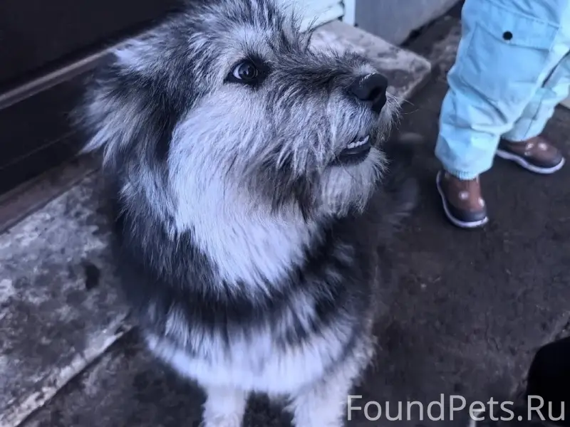 Пропала собака, Южный