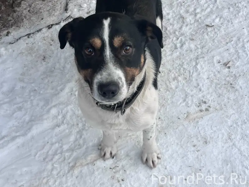 Пропал Мишка, район Ленина