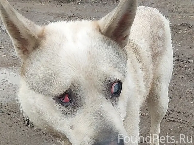 Найден пёс, слепой, Первомайская, Ржев