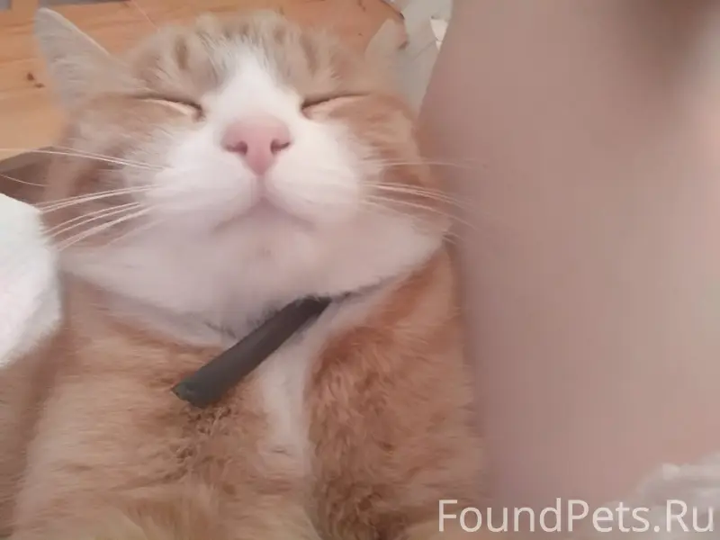 Пропала кошка Вишня