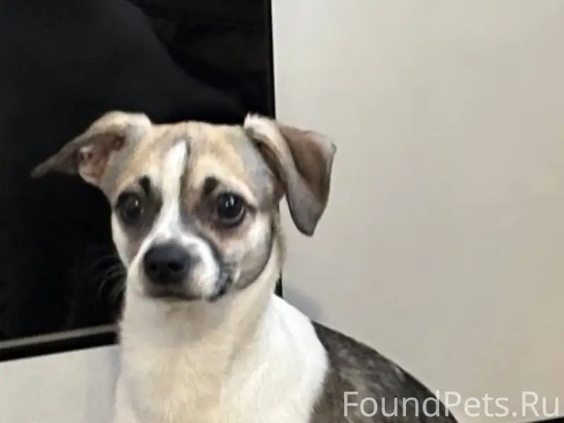 Найден тип собака, район Камвольного комбината