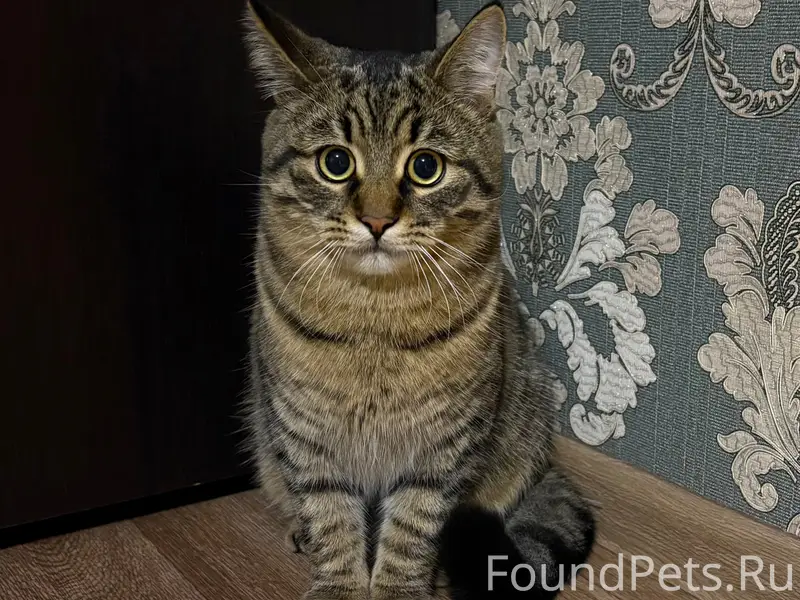 Пропал кот, 1-й Савальский (Куба)