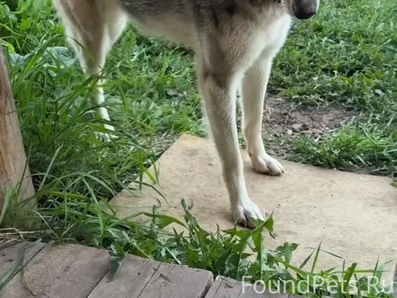 Пропала лайка, серая, Нытвенский район