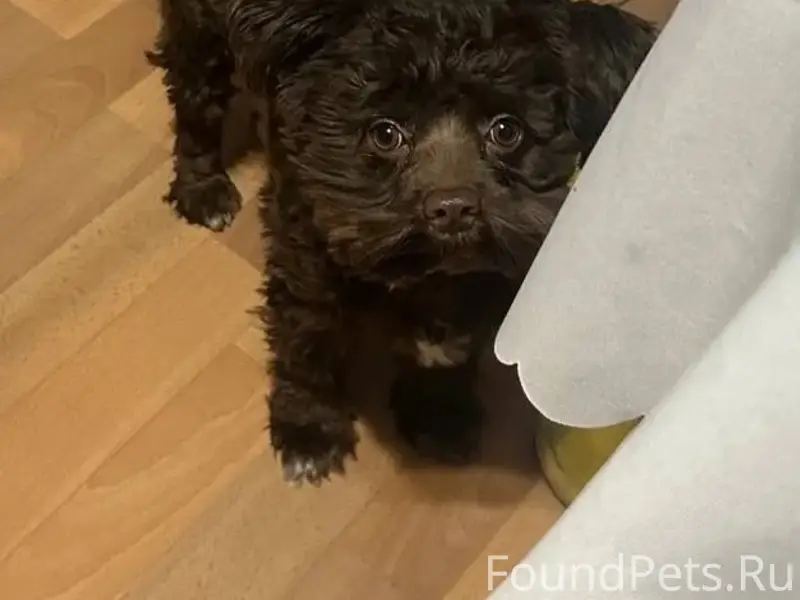 Пропал мальтипу Мафин, Ворошиловский район