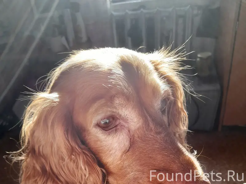 Пропала собака, улица Басова