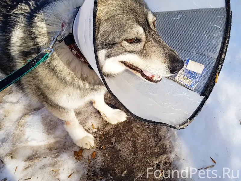 Пропал пёс Грей, район Пенсионного фонда