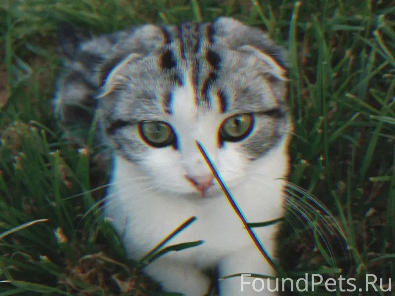 Пропал котёнок Гочи, улица Заветы Ильича