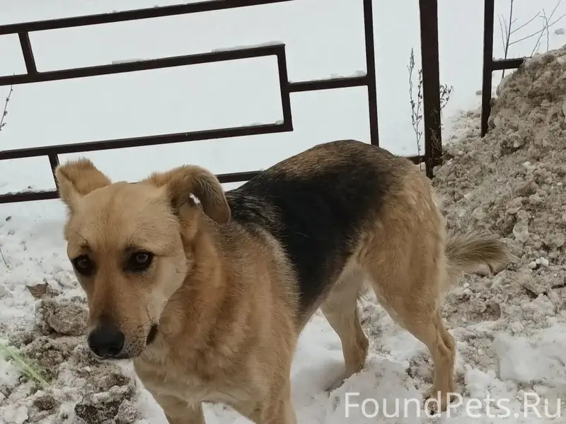 Пропала собака Малышка, Самарская область