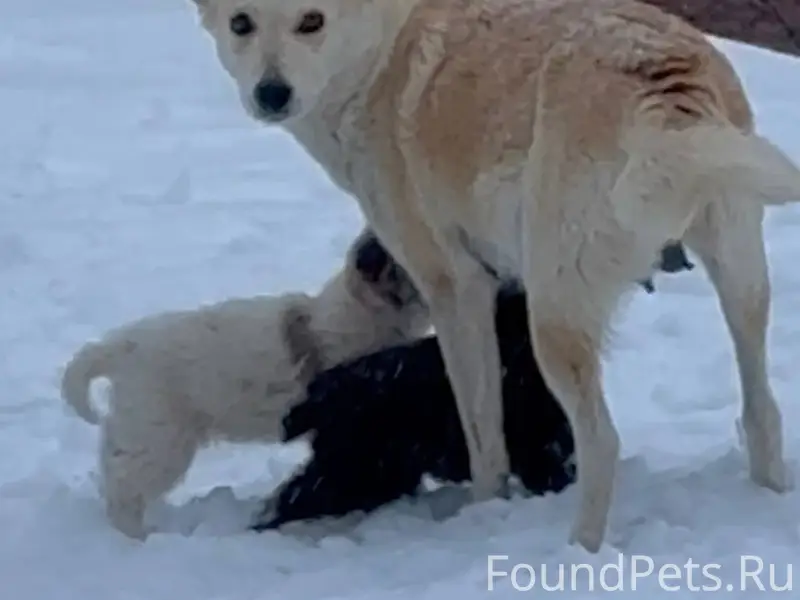 Пропала собака, Пристанный или Волжские дали