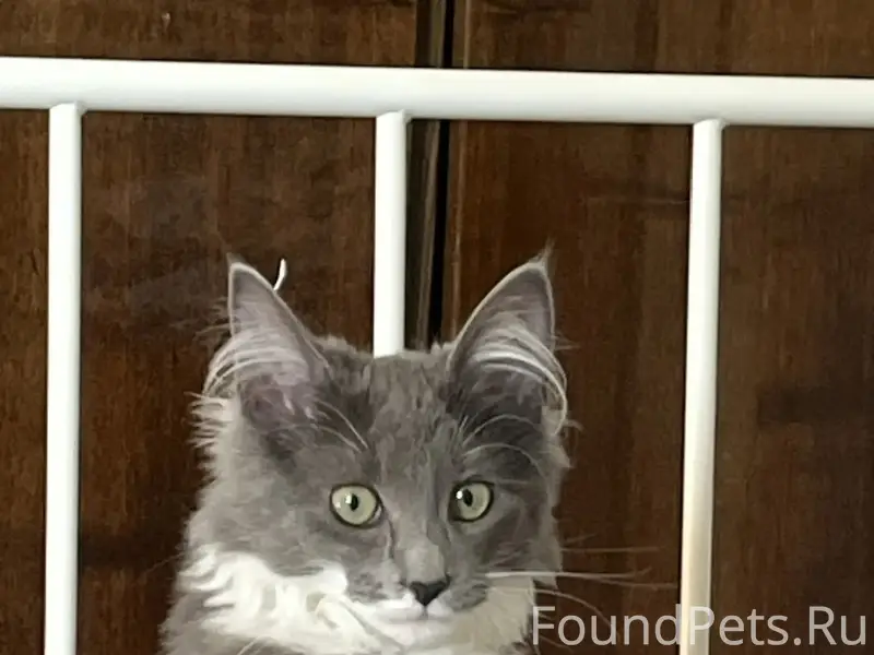 Пропала кошка Кортни, Конец 7 линии