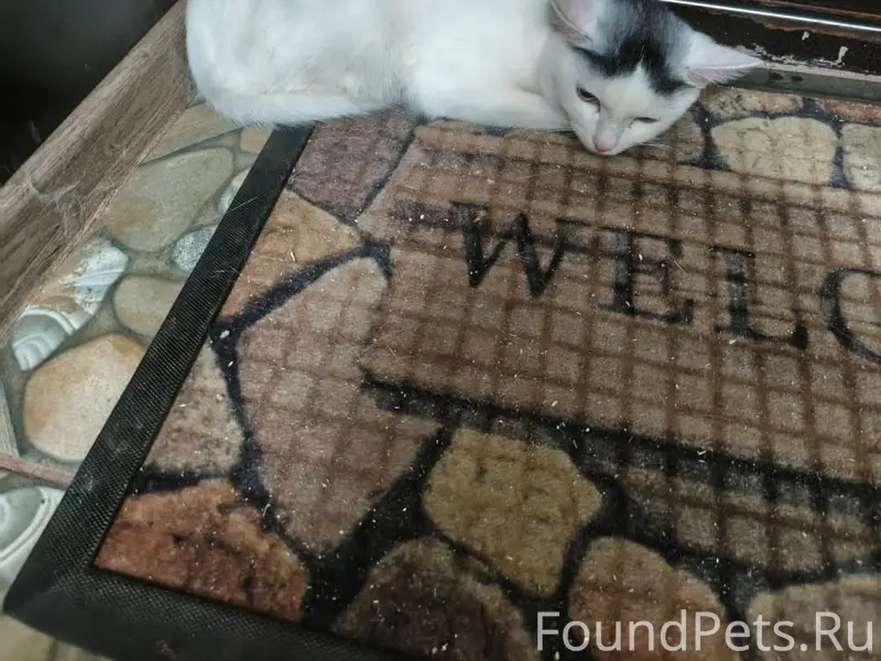 Пропал кот белого цвета, есть пятно на голове