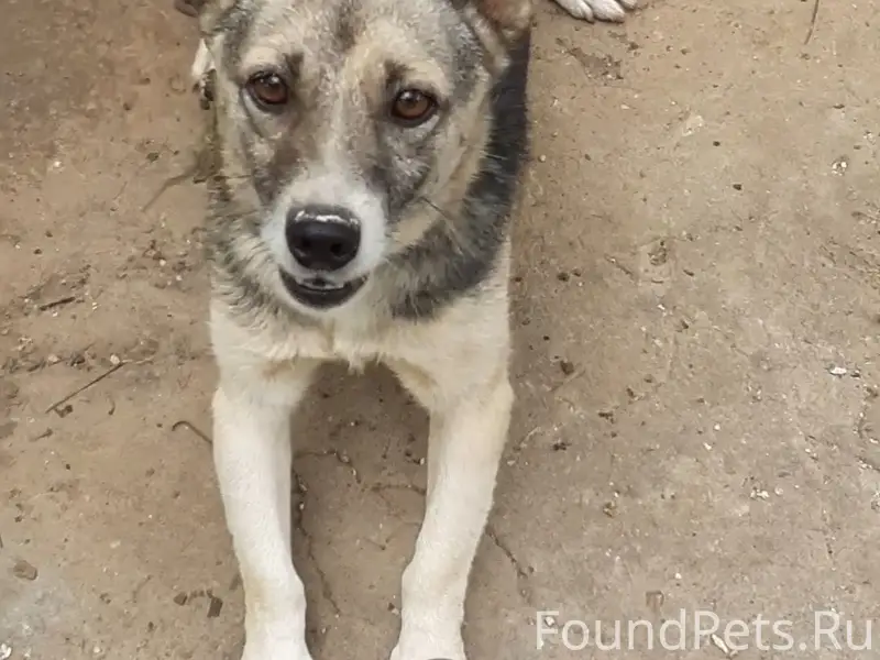 Пропал дворняга Мухтар, Симферопольский район