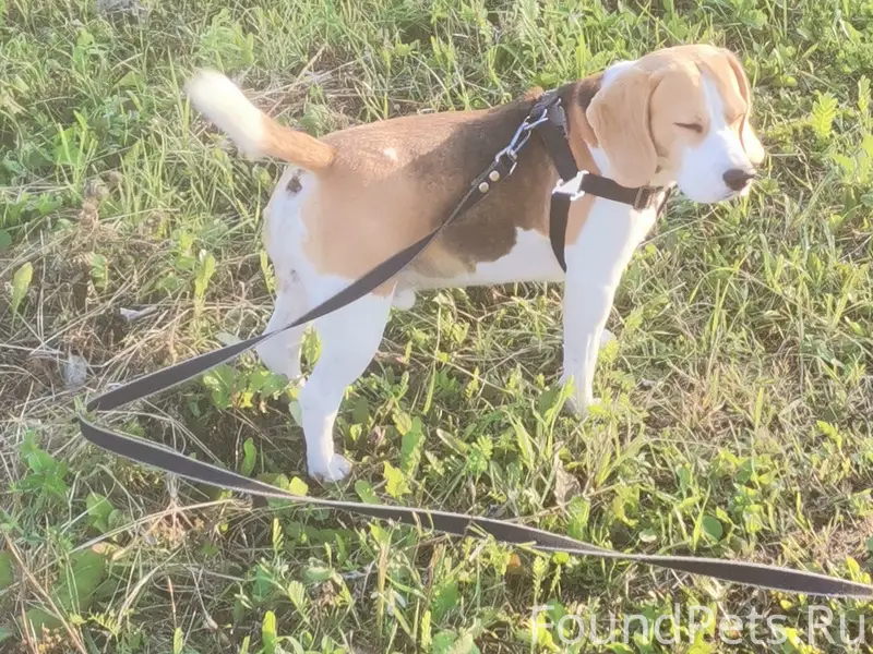 Пропал бигль Сеня, район ЦРММ