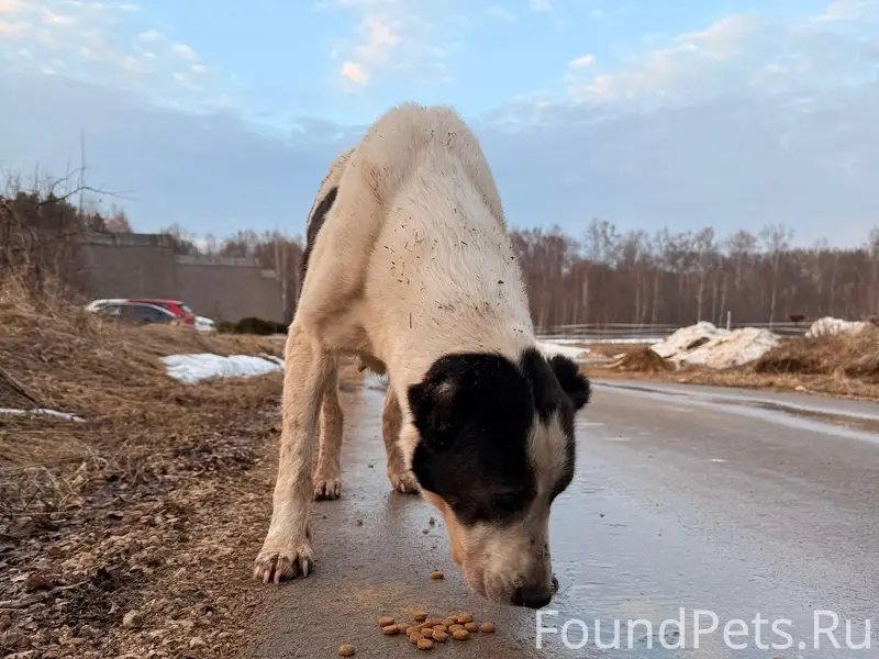 Найден алабай, трасса Р-132, село Ахлебинино