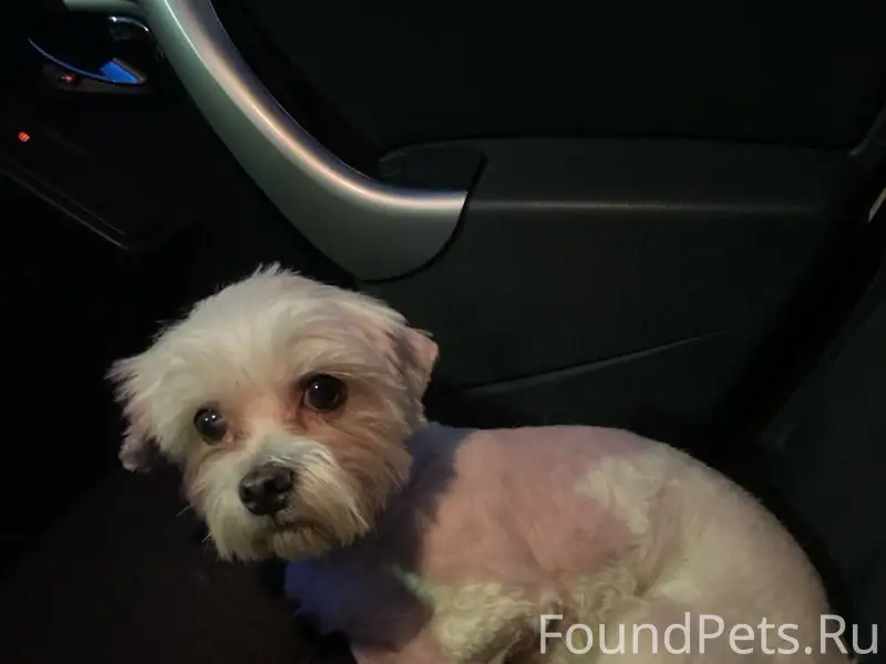 Найден кобель, район ул. 9 Мая, пр. Ленина