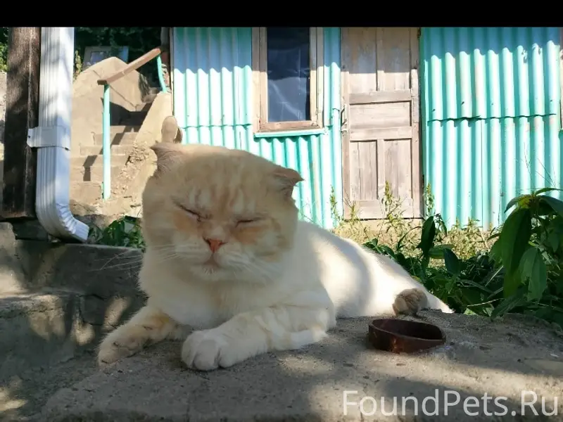 Пропал метис вислоуха Персик, Ключевая 17