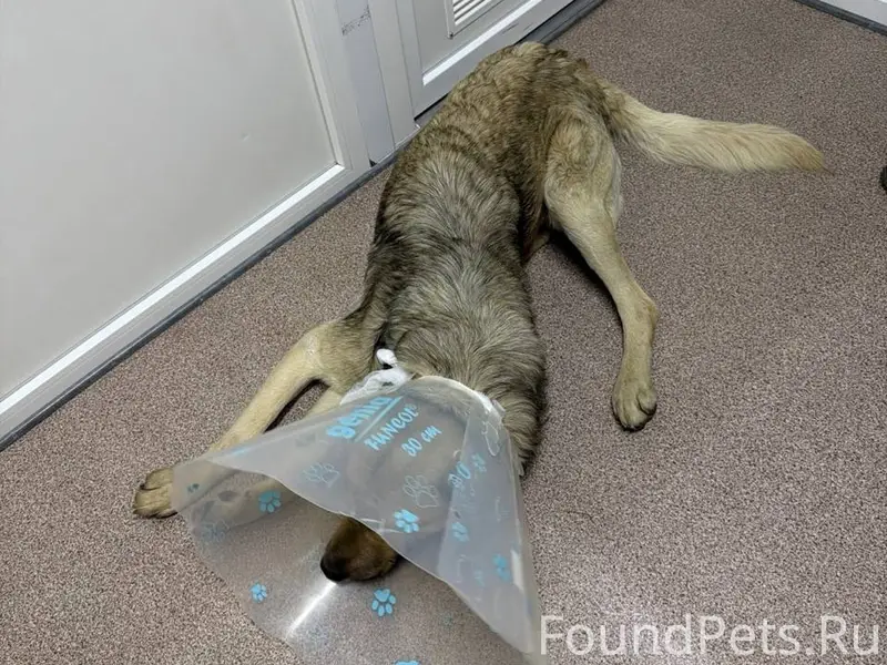 Найден пёс, район Айкована, Симферополь