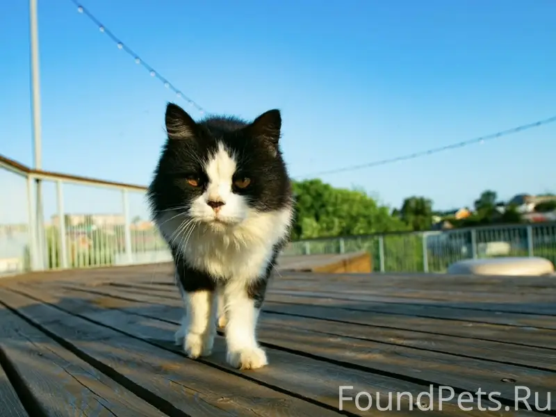 Пропал кот, синий ошейник