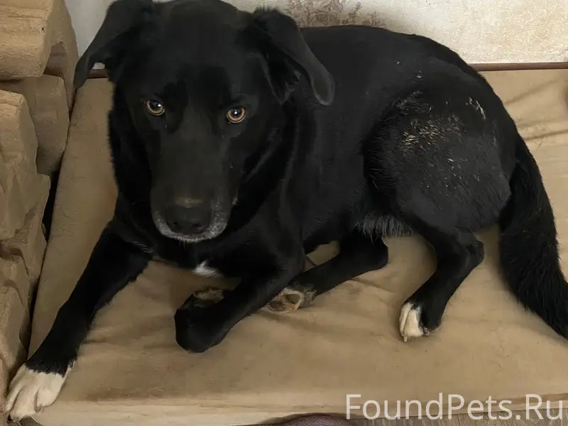 Пропал Блэк, д. Кабицыно