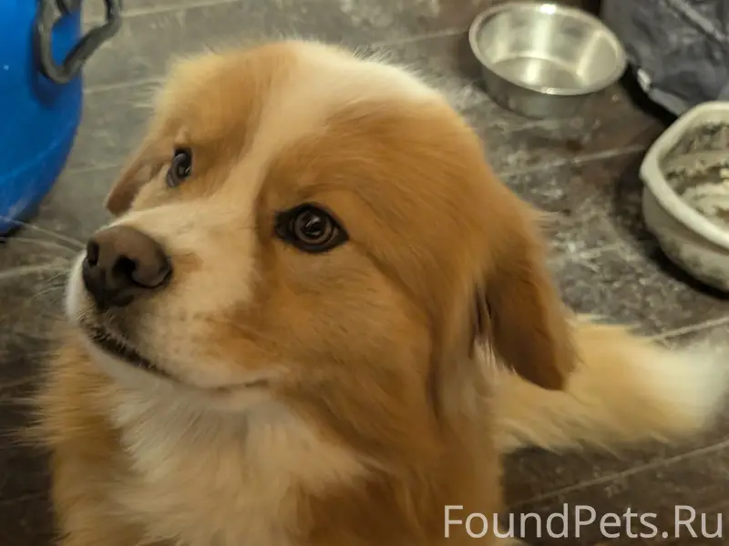 Найден мальчик рыже-белого окраса, Воскресенск