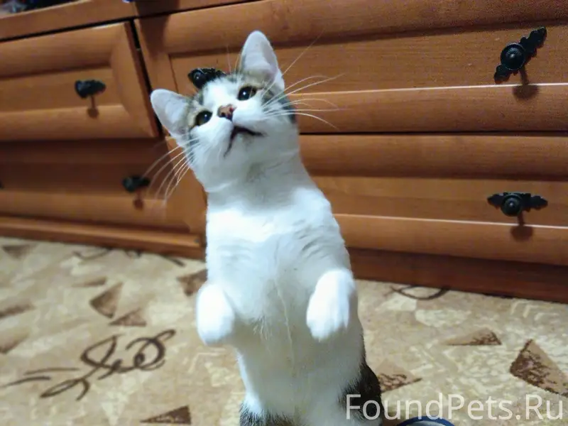 Пропал кот, район «кооперативные дома»