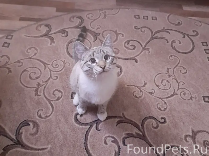 Пропал кот Степан, ул. Лесная